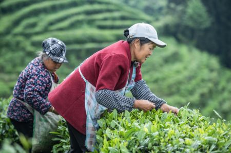 (miniature) Des agricultrices r&eacute;coltent des feuilles de th&eacute; dans un jardin de th&eacute; &agrave; Liupanshui