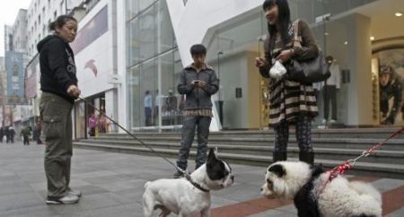 (miniature) Un chien déguisé en panda à Wuhan