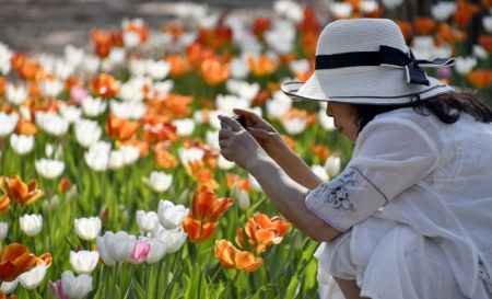 (miniature) Une femme prend des photos de tulipes en fleurs dans l'arrondissement de Daxing de Beijing