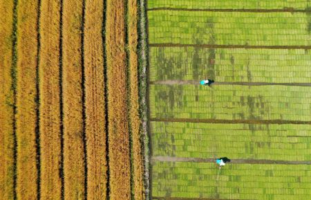 (miniature) Photo a&eacute;rienne d'agriculteurs travaillant dans les champs
