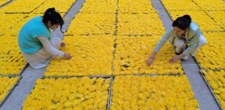 (miniature) Des villageoises préparent des chrysanthèmes dans le village de Yuelin de l'arrondissement de Nanyue