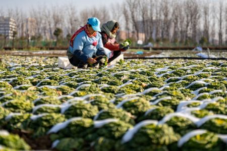 (miniature) Des agricultrices ramassent des légumes dans un parc industriel agricole moderne dans l'arrondissement de Luyang