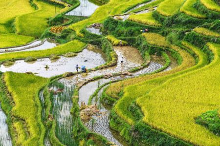(miniature) Photo aérienne prise le 19 septembre 2020 montrant des paysans récoltant du riz à Dangniu