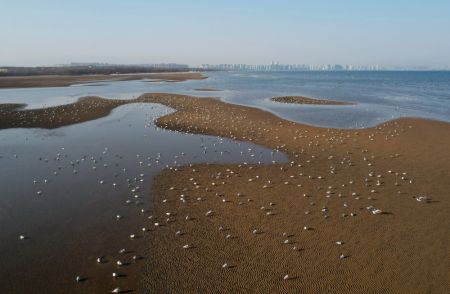 (miniature) Photo aérienne prise par un drone d'oiseaux aquatiques recherchant de la nourriture dans une zone humide côtière de l'arrondissement de Beidaihe