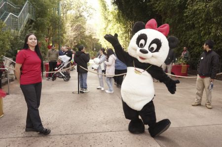 (miniature) Un membre du personnel se déguise en panda géant femelle à l'occasion de la célébration du Nouvel An chinois au Zoo de San Diego