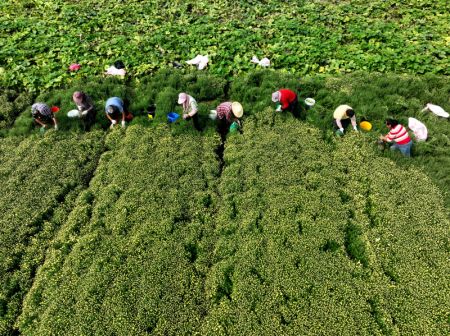 (miniature) Des agriculteurs ceuillent des chrysanthèmes dans le village de Donghong