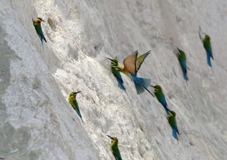 (miniature) Des guêpiers à queue d'azur sont aperçus dans la réserve naturelle de guêpiers à queue d'azur de Wuyuanwan à Xiamen