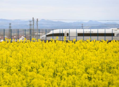 (miniature) Un train &agrave; grande vitesse passe devant un champs de fleurs de colza dans le district de Yangxian