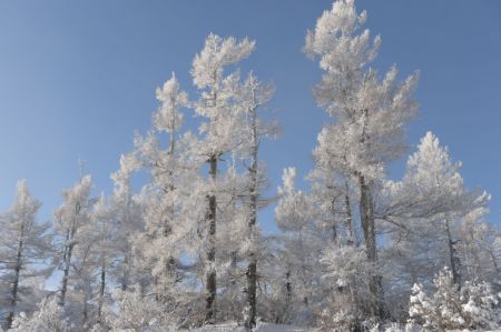 (miniature) Vue aérienne des arbres couverts de givre dans la montagne de Bailang de la ville d'Arxan de la Ligue Hinggan