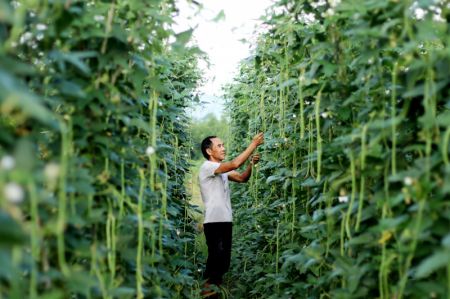 (miniature) Un agriculteur r&eacute;colte des haricots dans le village de Housheng dans la ville de Lianyuan
