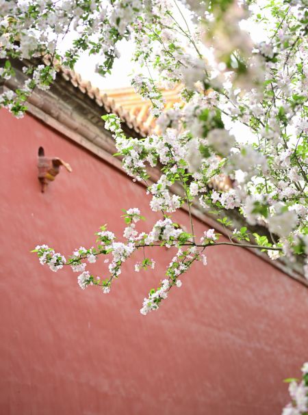 (miniature) Fleurs de b&eacute;gonia au Mus&eacute;e du Palais