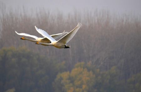 (miniature) Des cygnes volent au-dessus d'une zone humide