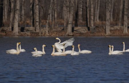 (miniature) Des cygnes dans la zone humide de Caofeidian