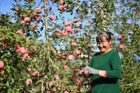 (miniature) Une agricultrice récolte des pommes dans un verger du bourg de Yongxiang à Luochuan