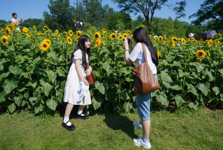 (miniature) Une fille pose pour une photo avec des tournesols dans le Parc forestier olympique de Beijing