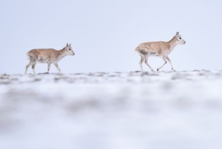 (miniature) Un troupeau d'antilopes tibétaines se dirige vers le lac Zonag