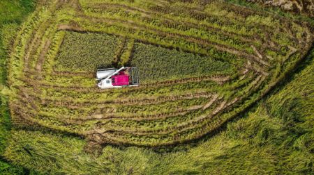 (miniature) Photo aérienne d'un agriculteur travaillant dans un champ de riz du village de Longkou