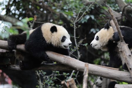 (miniature) Deux pandas géants dans la Base de recherche sur la reproduction des pandas géants de Chengdu lors d'un événement thématique marquant la Journée internationale des pandas à Chengdu