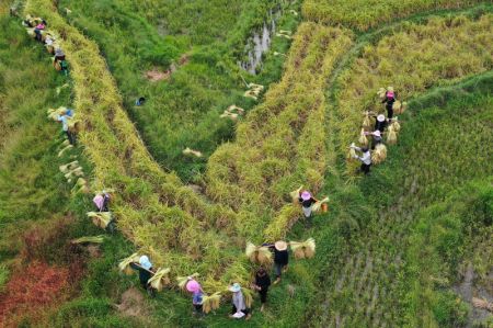 (miniature) Photo aérienne prise le 10 octobre 2022 montrant des villageois transportant du riz récolté dans le district de Congjiang