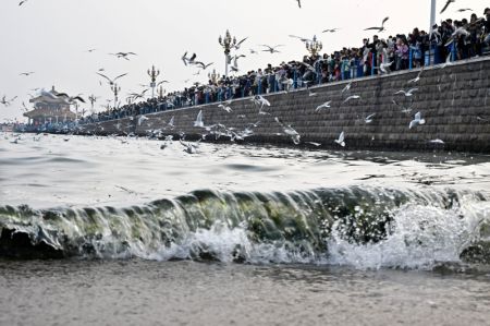 (miniature) Des gens observent des mouettes sur le site pitoresque du pont Zhanqiao à Qingdao