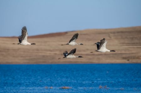 (miniature) Une volée de grues à cou noir survole la Réserve naturelle de grues à cou noir de Dashanbao