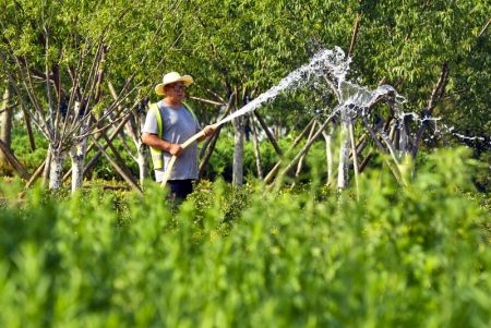 (miniature) Un ouvrier irrigue des plantes le long d'un boulevard à Wen'an