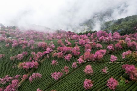 (miniature) Photo aérienne de cerisiers d'hiver en fleurs dans le district autonome Yi de Nanjian