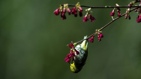 (miniature) Un oiseau suce le nectar d'une fleur de cerisier à Fuzhou