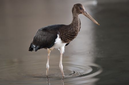 (miniature) Une cigogne noire est aperçue dans le parc des zones humides de la rivière de Beichuan à Xining