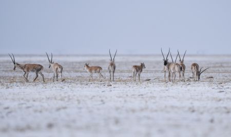 (miniature) Des antilopes tibétaines dans la réserve naturelle nationale de Hoh Xil