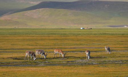 (miniature) Des antilopes tibétaines dans la Réserve naturelle nationale de Serling Tso à Nagqu