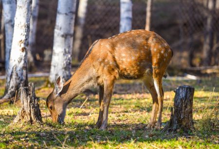 (miniature) Un cerf sika se nourrit dans un parc à cerfs à Arxan de la Ligue de Hinggan