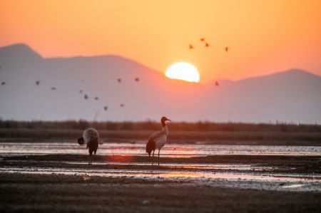 (miniature) Des grues à cou noir dans la Réserve naturelle nationale de Caohai dans le district autonome Yi