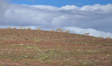 (miniature) Des antilopes tibétaines près du lac Zonag à Hoh Xil