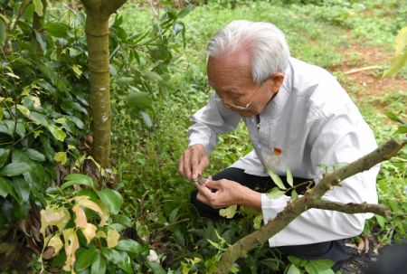 (miniature) Lyu Chaojin fait la démonstration de la greffe de litchi dans une zone de démonstration pour les races fines dans le bourg de Zhangmu