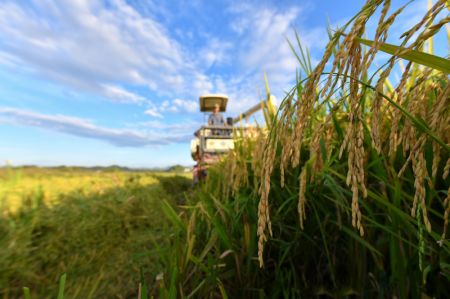 (miniature) R&eacute;colte du riz dans le village de Shanshu &agrave; Changning