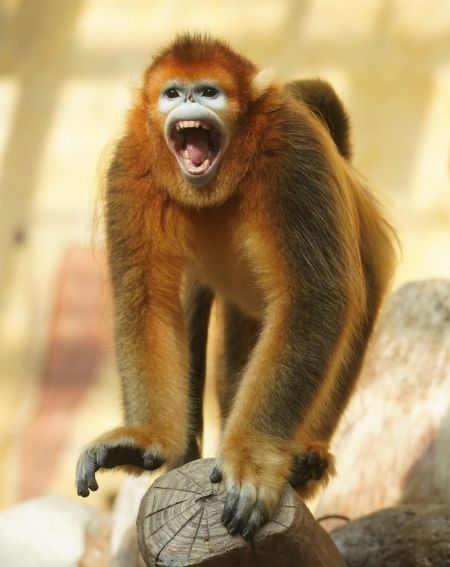 (miniature) Un singe doré au nez retroussé du Sichuan dans le parc safari forestier de Nantong