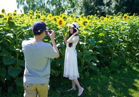 (miniature) Une fille pose pour une photo avec des tournesols dans le Parc forestier olympique de Beijing