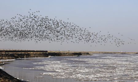 (miniature) Des oiseaux au-dessus du fleuve Jaune dans la bannière de Dalad à Erdos