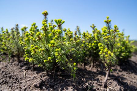 (miniature) Des jeunes arbres de pin rouge plant&eacute;s dans une for&ecirc;t de la soci&eacute;t&eacute; Heilongjiang Yichun forest industry Refco Group Ltd