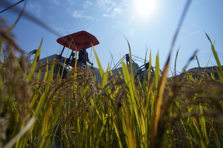 (miniature) Un agriculteur récolte du riz dans le village de Qingcheng