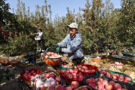 (miniature) Des employés récoltent des pommes à Aksu