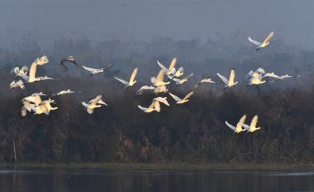 (miniature) Des spatules dans la zone humide du lac Donggu de la zone administrative de Quyuan