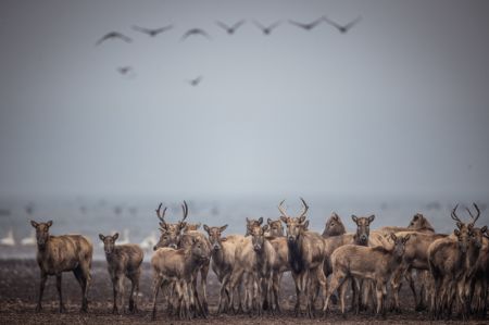 (miniature) Photo aérienne de cerfs Milu dans la Réserve naturelle nationale des cerfs Milu de Shishou