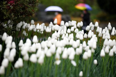 (miniature) Des touristes admirent les fleurs au Jardin botanique de Xi'an