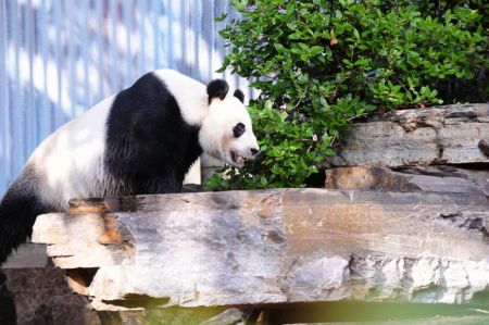 (miniature) Le panda géant Wang Wang profite du soleil d'hiver au Zoo d'Adélaïde