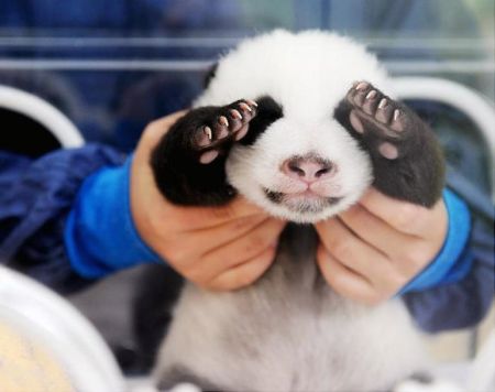 (miniature) bébé panda mignon