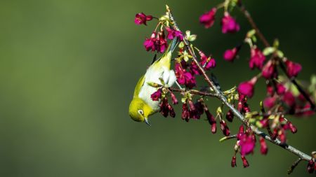 (miniature) Un oiseau posé sur la branche d'un cerisier en fleurs à Fuzhou