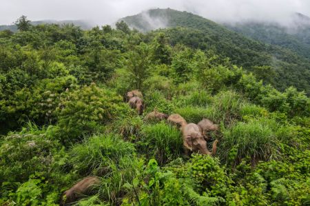 (miniature) Un troupeau d'éléphants d'Asie sauvages dans le district de Mojiang