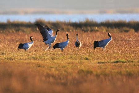 (miniature) Une volée de grues à cou noir dans la réserve naturelle nationale de Caohai